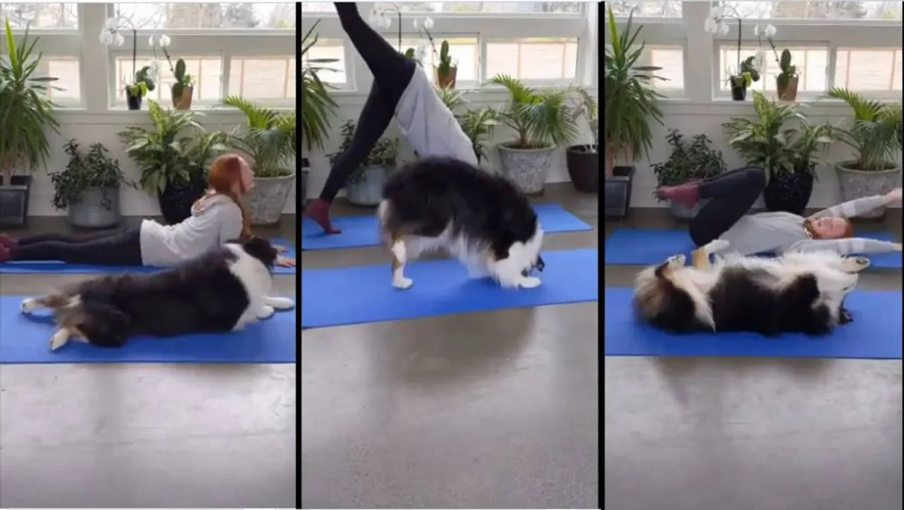 Trending viral video of dog perfectly mimicking owner during yoga session