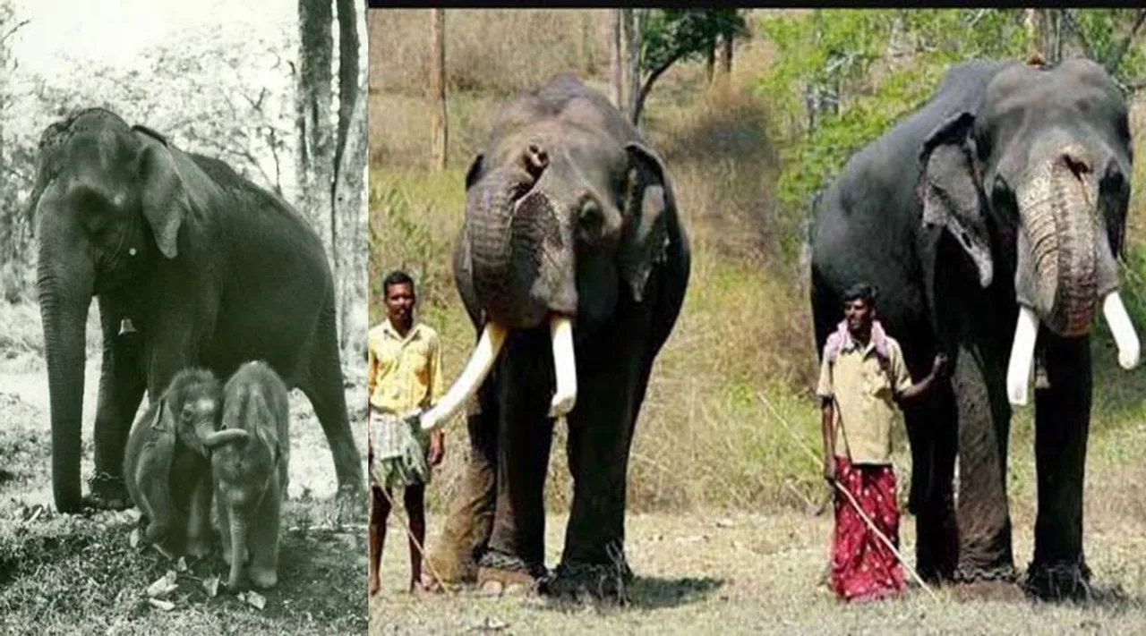 Mudumalai elephant twin brothers Vijay Sujai celebrate 50th birth anniversary