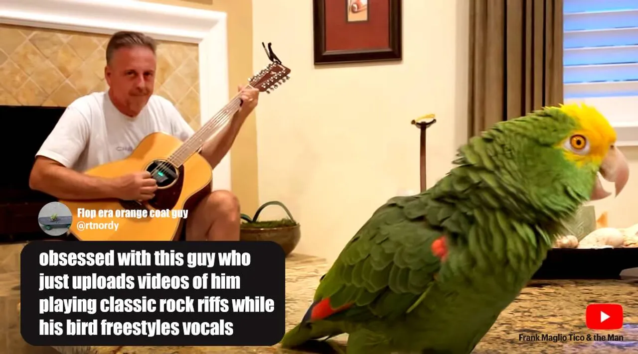 Trending viral video of parrot singing rock classics, viral videos, viral, trending viral videos