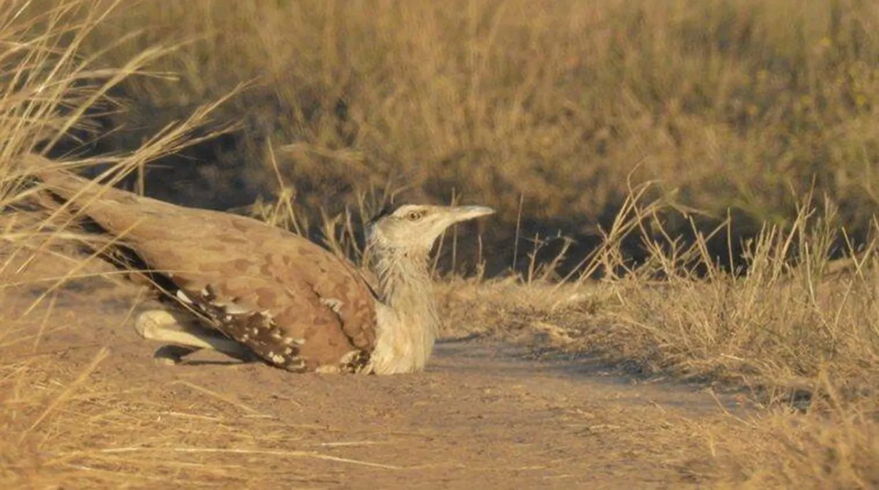 Great Indian Bustard habitat loss