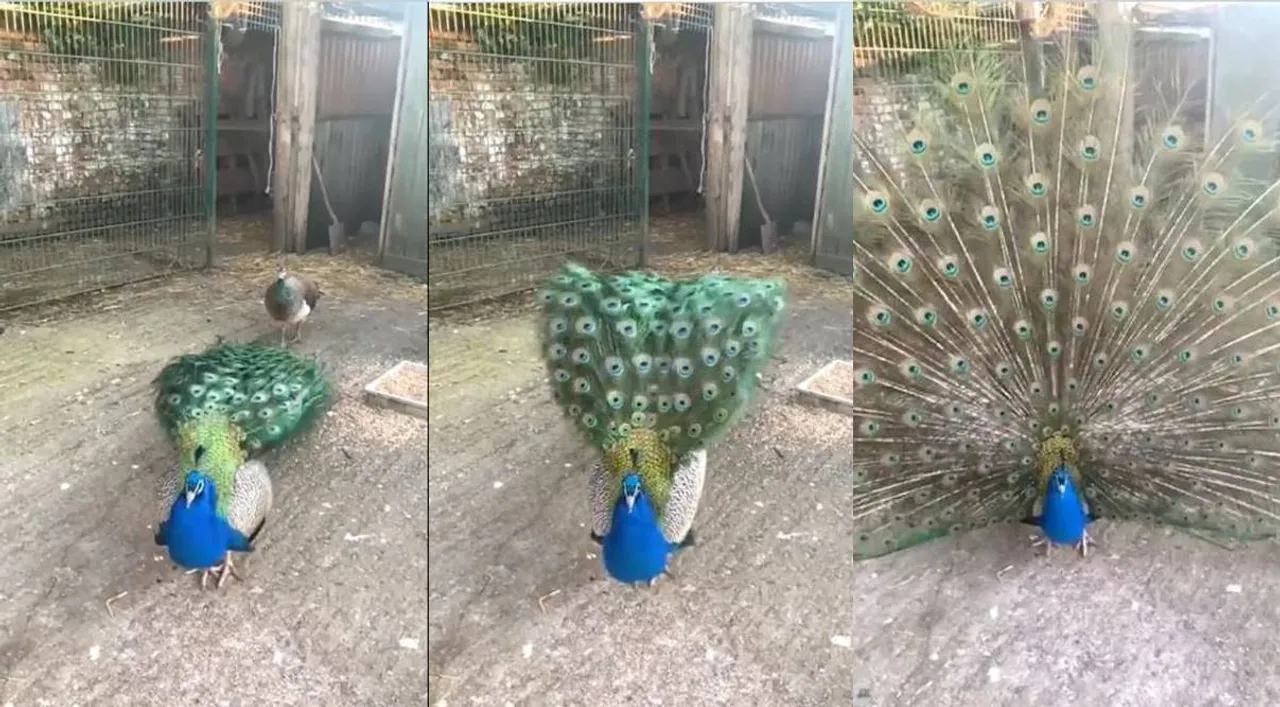 Tamil Viral news Trending video of peacock dance in Slow Mo