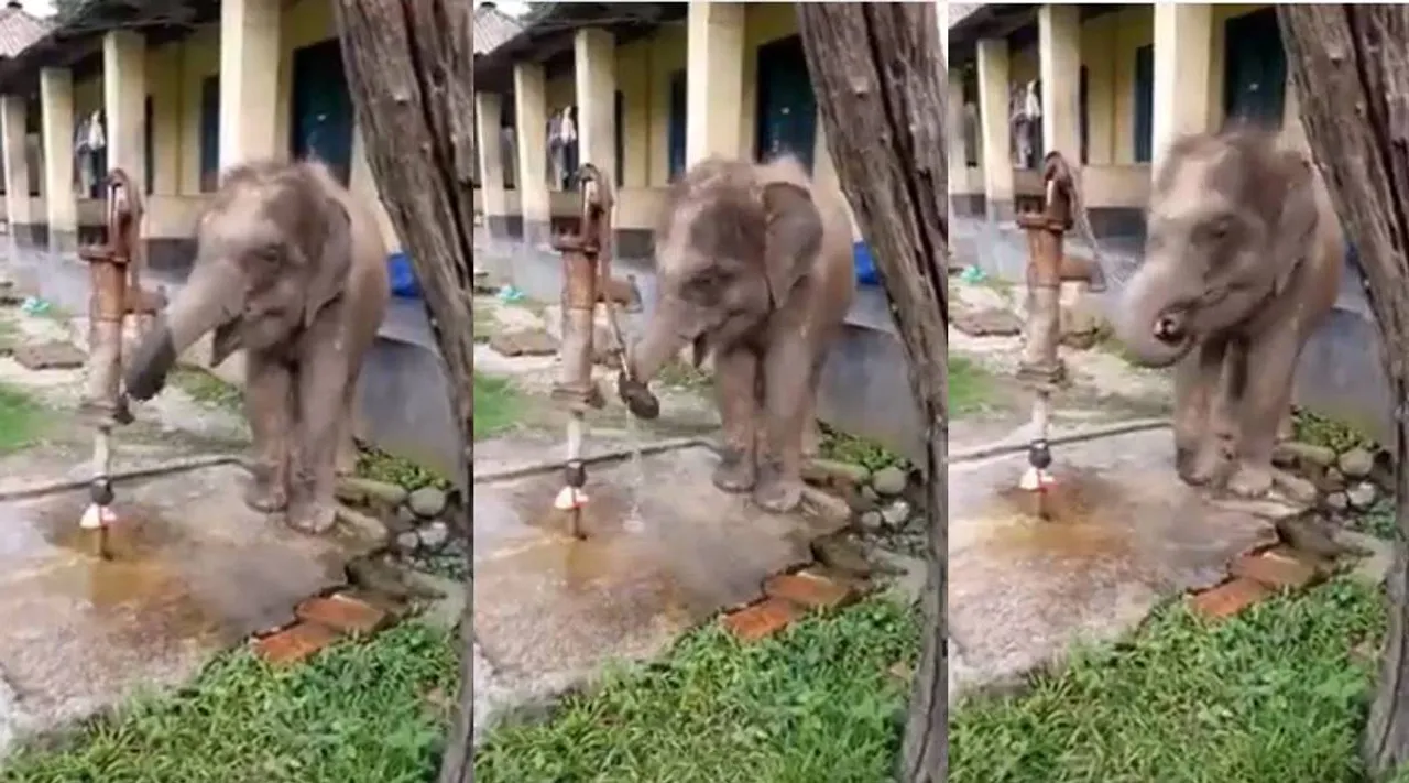 elephant viral video, viral video
