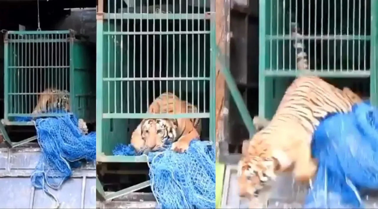 viral video, tiger viral video, viral videos online