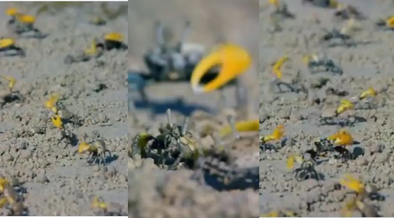 viral video of male crabs are making collective movements with claws