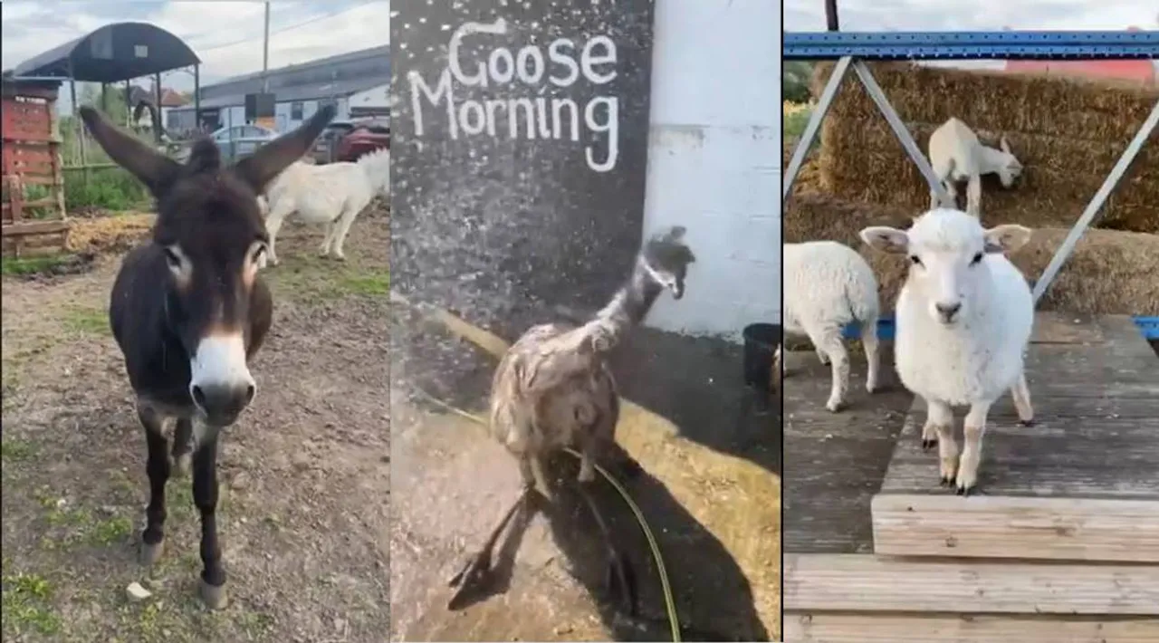 Trending viral video of farm owner wishing a great morning