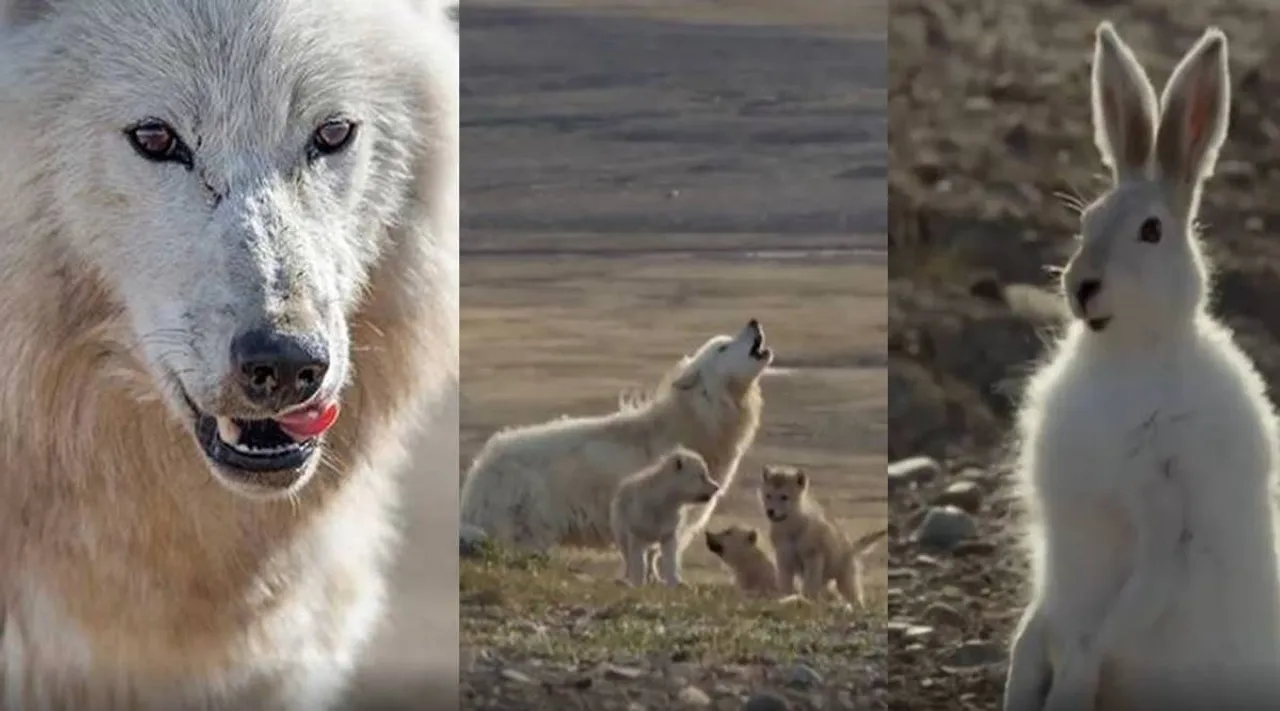 Trending viral video of wolf pack hunt a hare