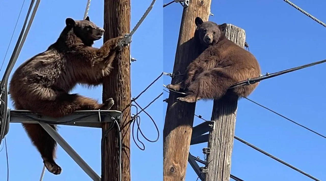 Tamil Viral news Trending video of Bear gets stuck atop power pole
