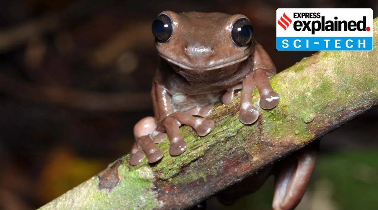 Litoria mira, chocolate frogs