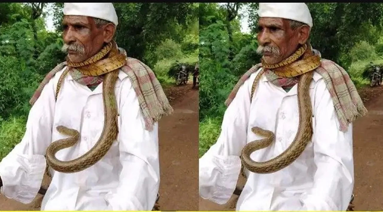 cobra viral video, viral videos, snake viral videos, karnataka