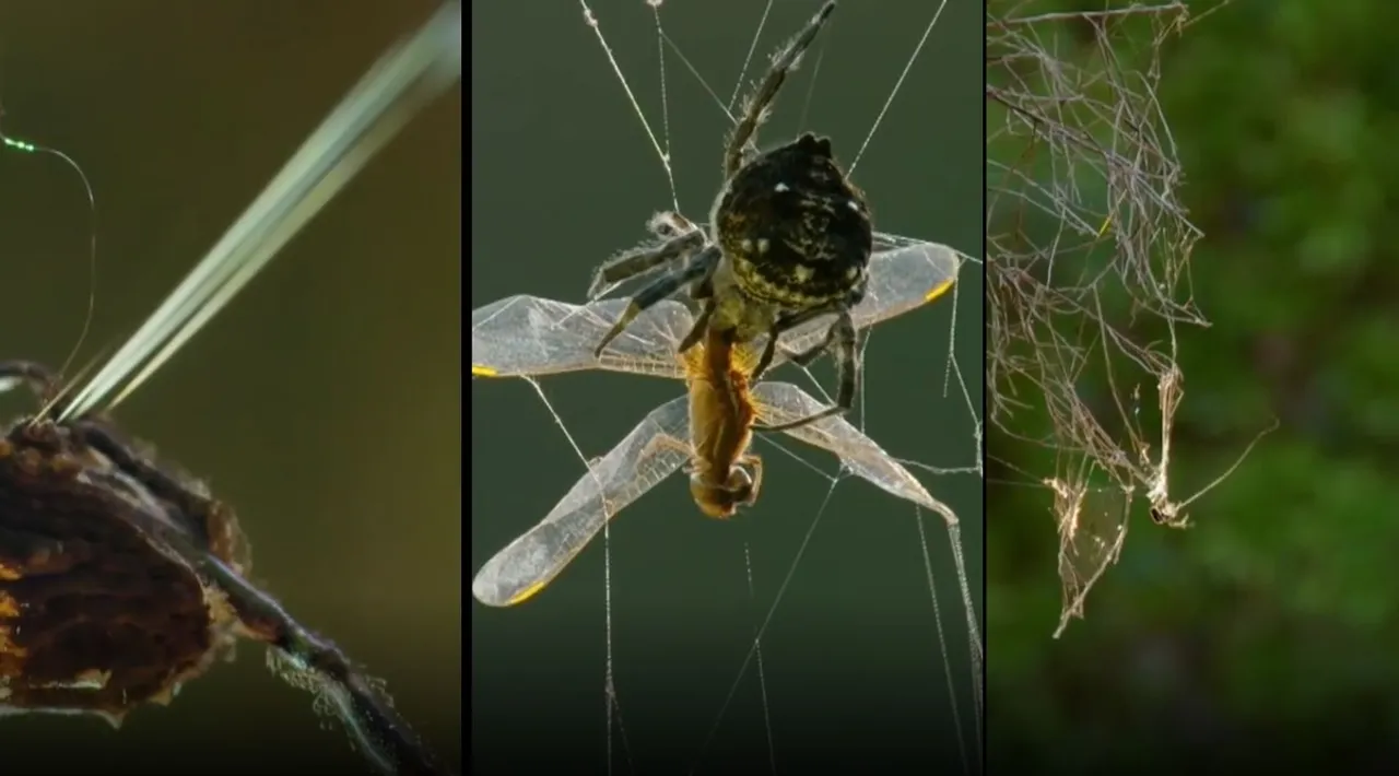 Trending viral video of Darwins bark spider spinning web