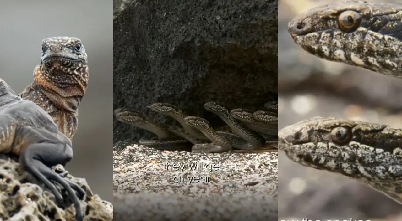Survival skills, planet earth part 2, marine iguanas, snakes, viral video, trending viral videos