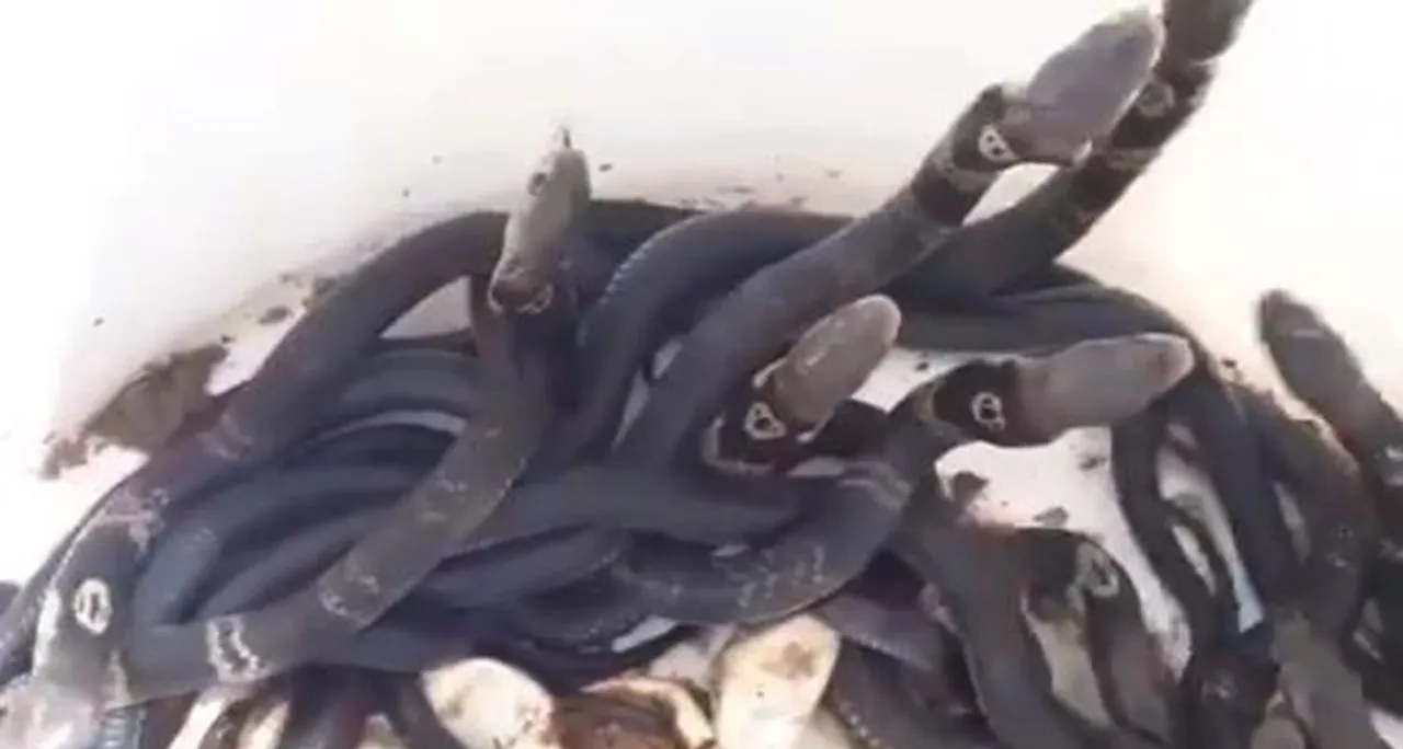 snakes viral video, trending video, cobras