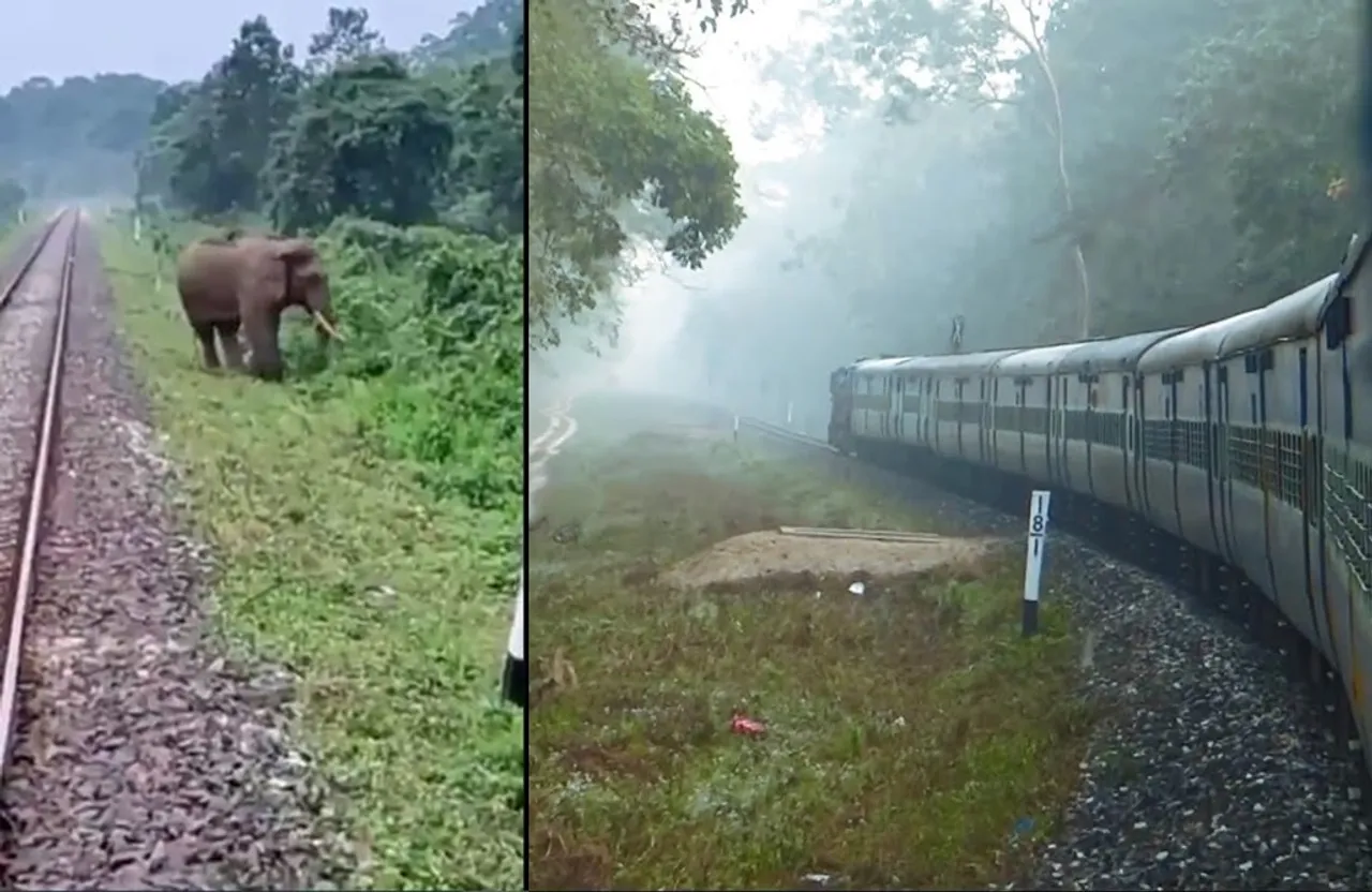 தண்டவாளம் அருகே யானை; யோசிக்காமல் பிரேக் அடித்து ரயிலை நிறுத்திய ஓட்டுநர் - வைரலாகும் வீடியோ