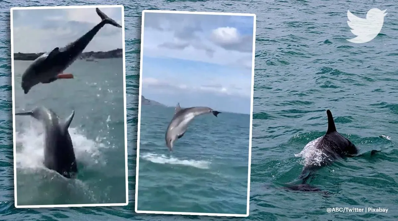 trending viral video of dolphins, viral video, trending viral videos