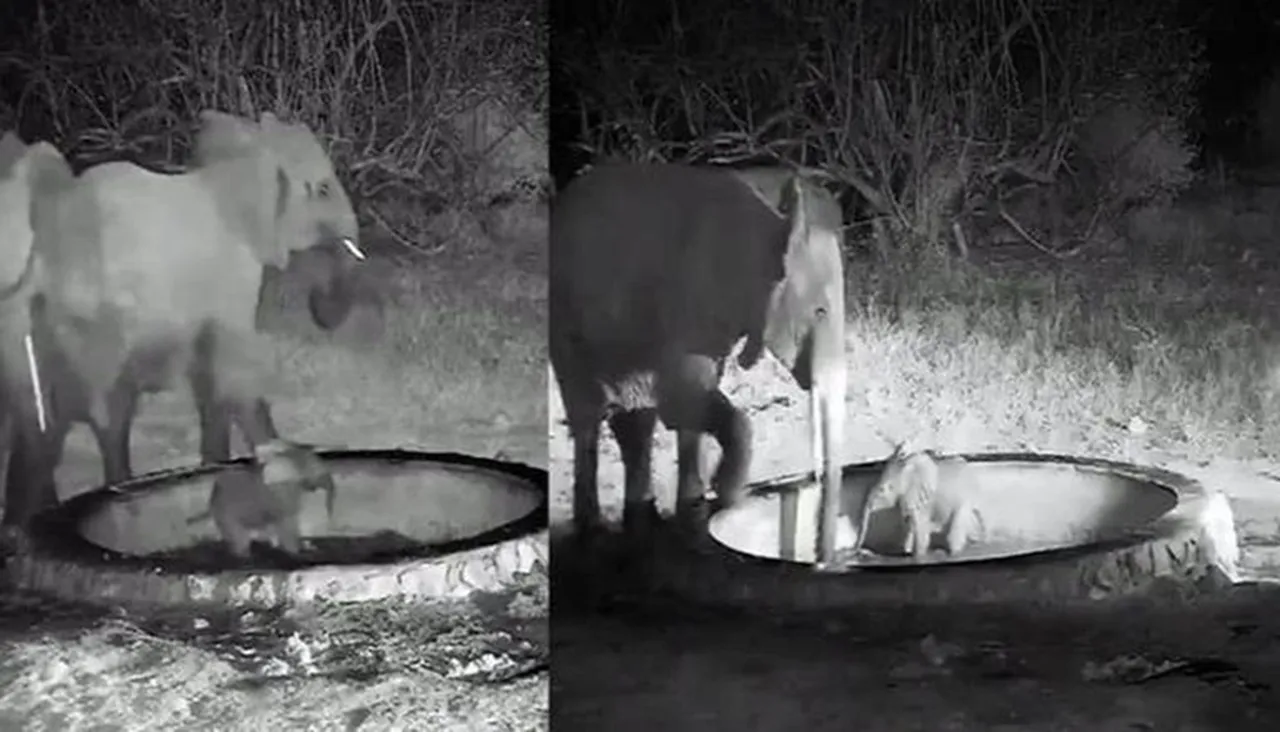 Elephant viral videos