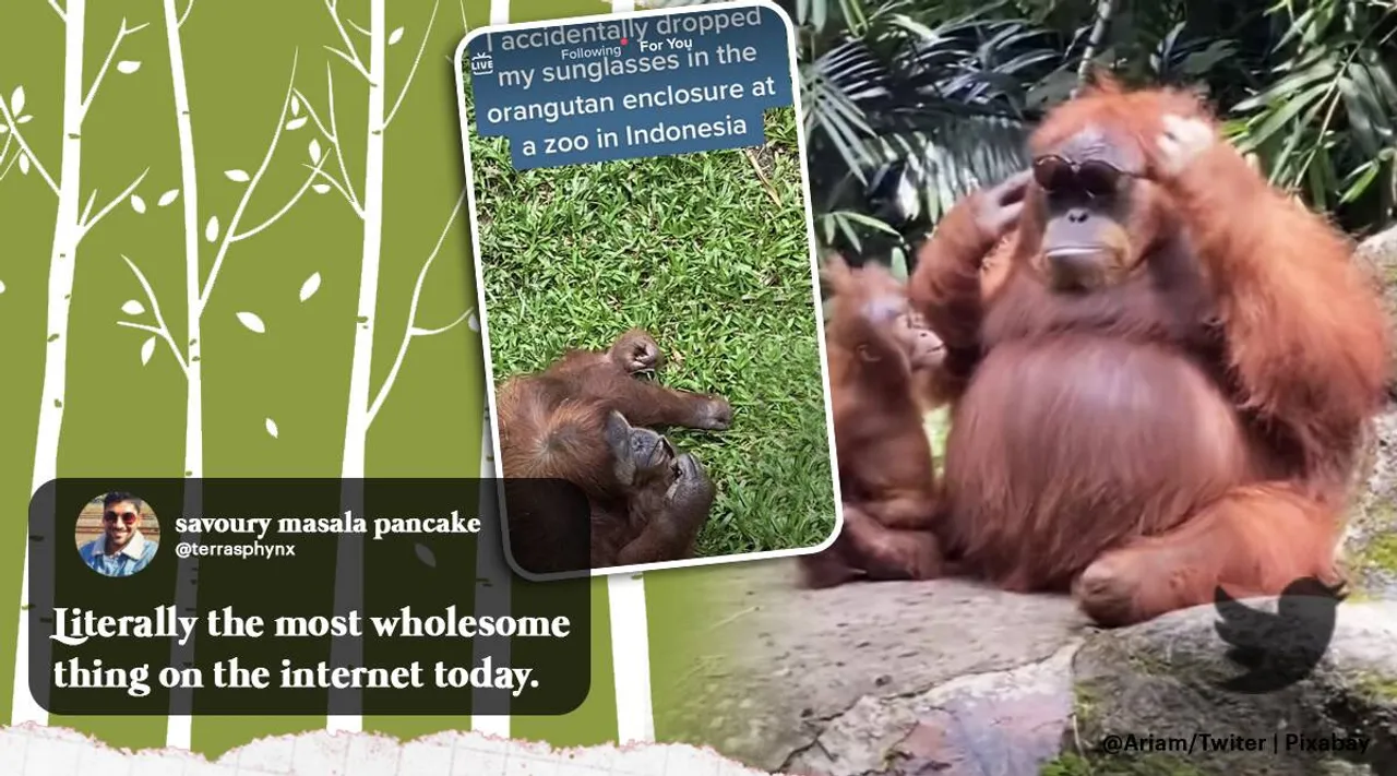 Orangutan viral video