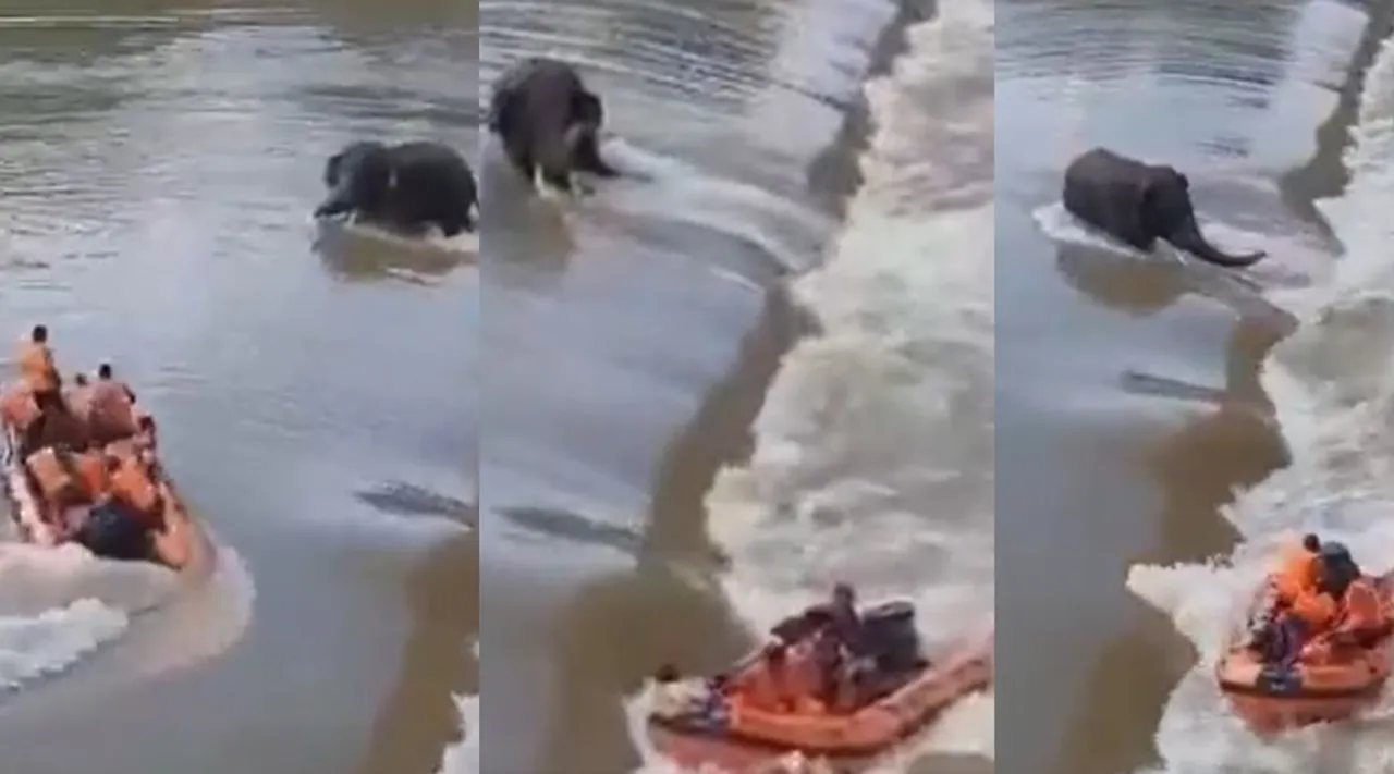 Video of of Elephant rescue attempt turns tragic