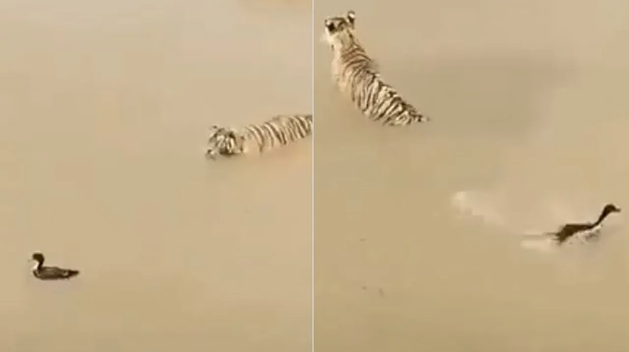 viral video, tiger viral video, online viral videos