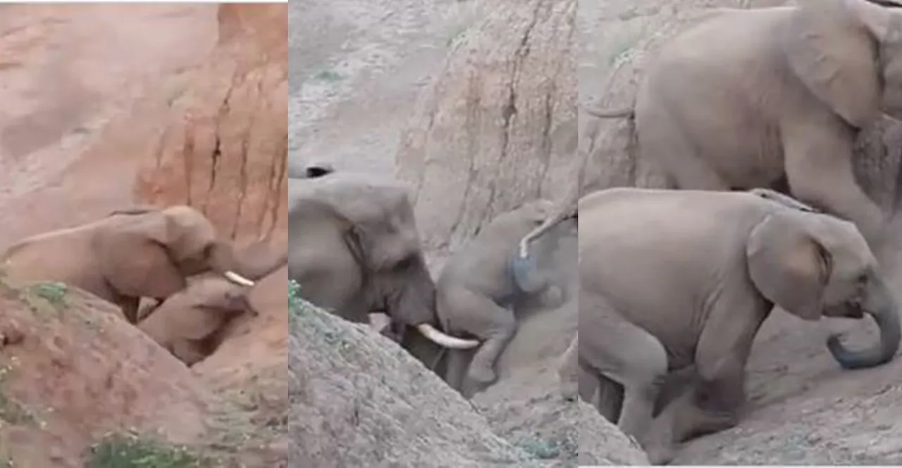 trending viral video of elephant herd helps little one, viral video, elephant viral video, viral videos, trending viral videos, elephant trending viral videos