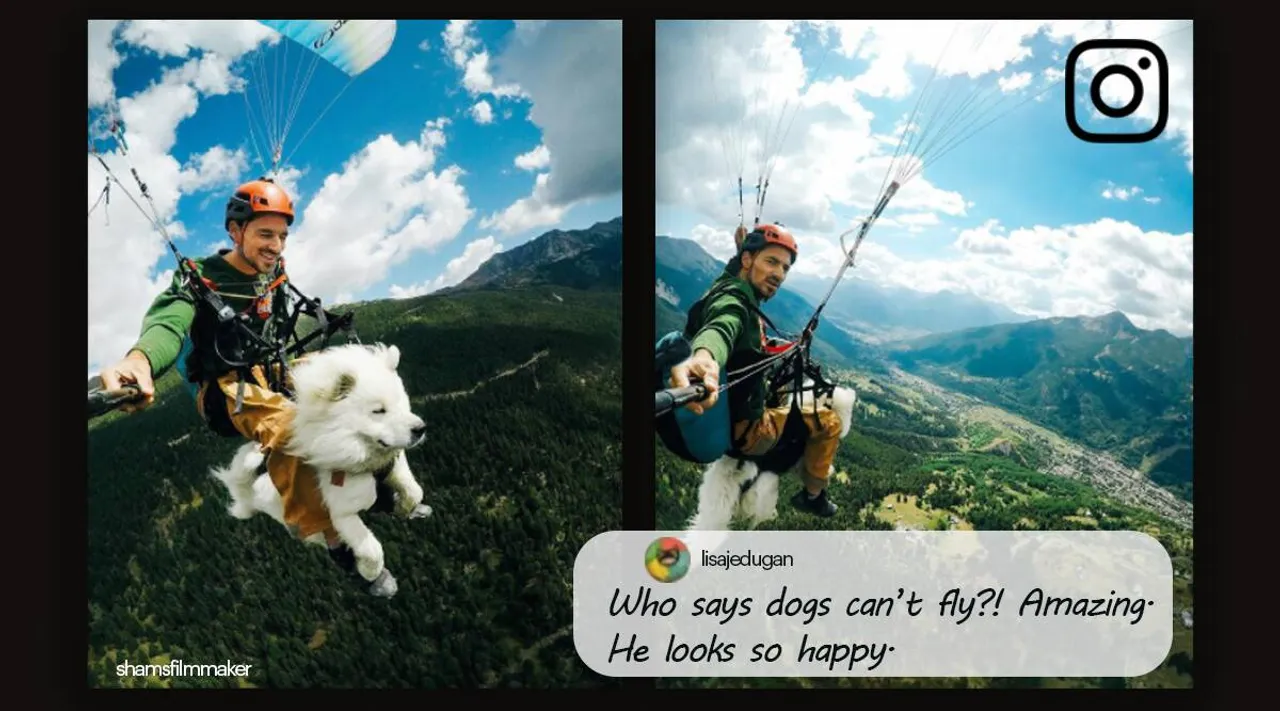 viral video of cute dog paragliding