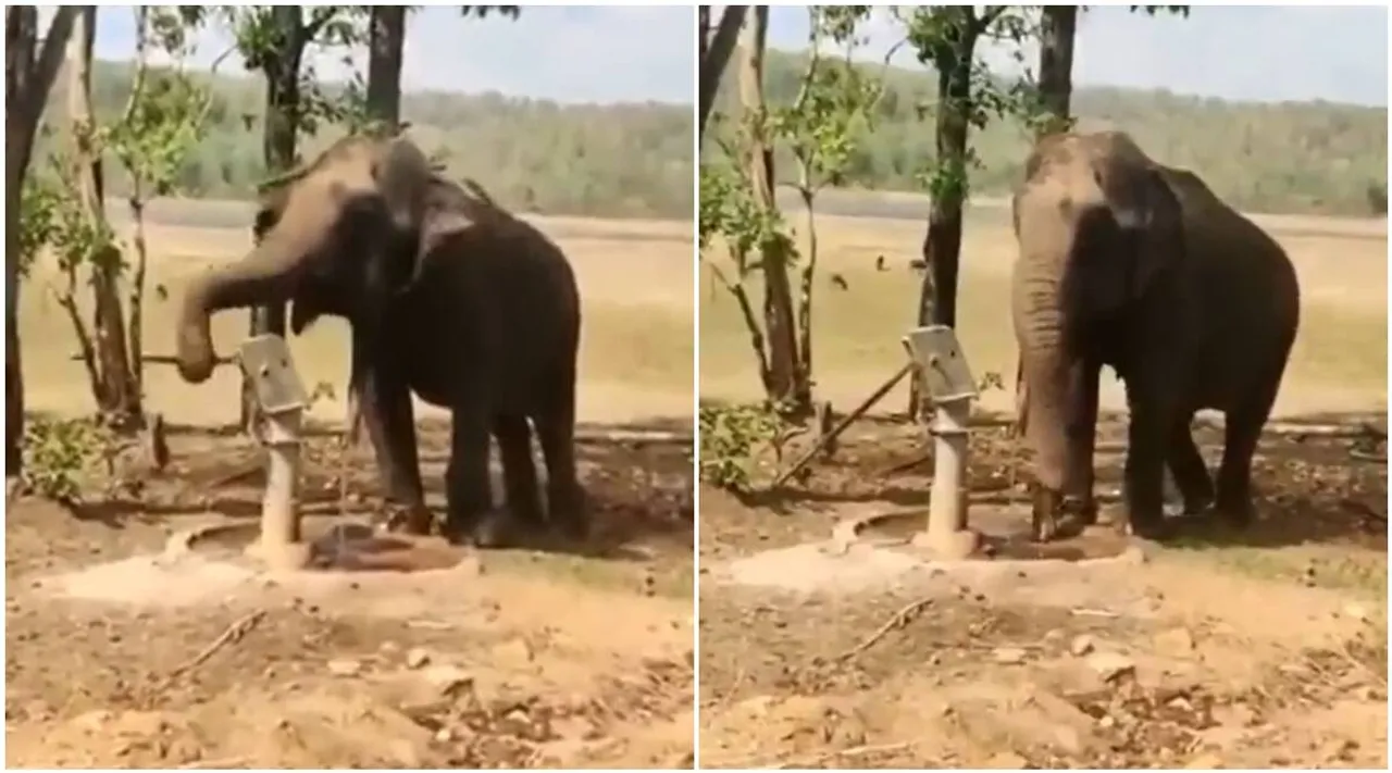 viral video of elephant drawing water from tubewell