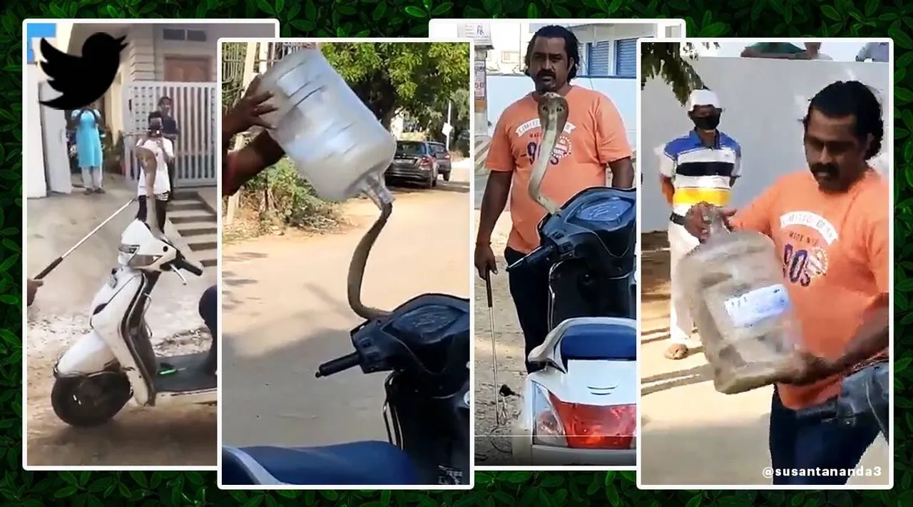 snake catching, viral video, trending viral video, viral tamil updates