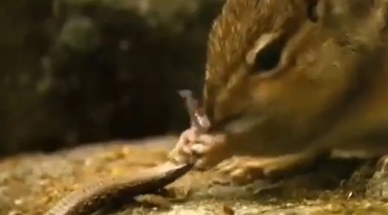 Viral video of squirrel devouring a snake gleefully
