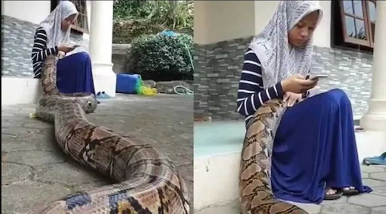 viral video, trending viral video, snake viral video, python viral videos