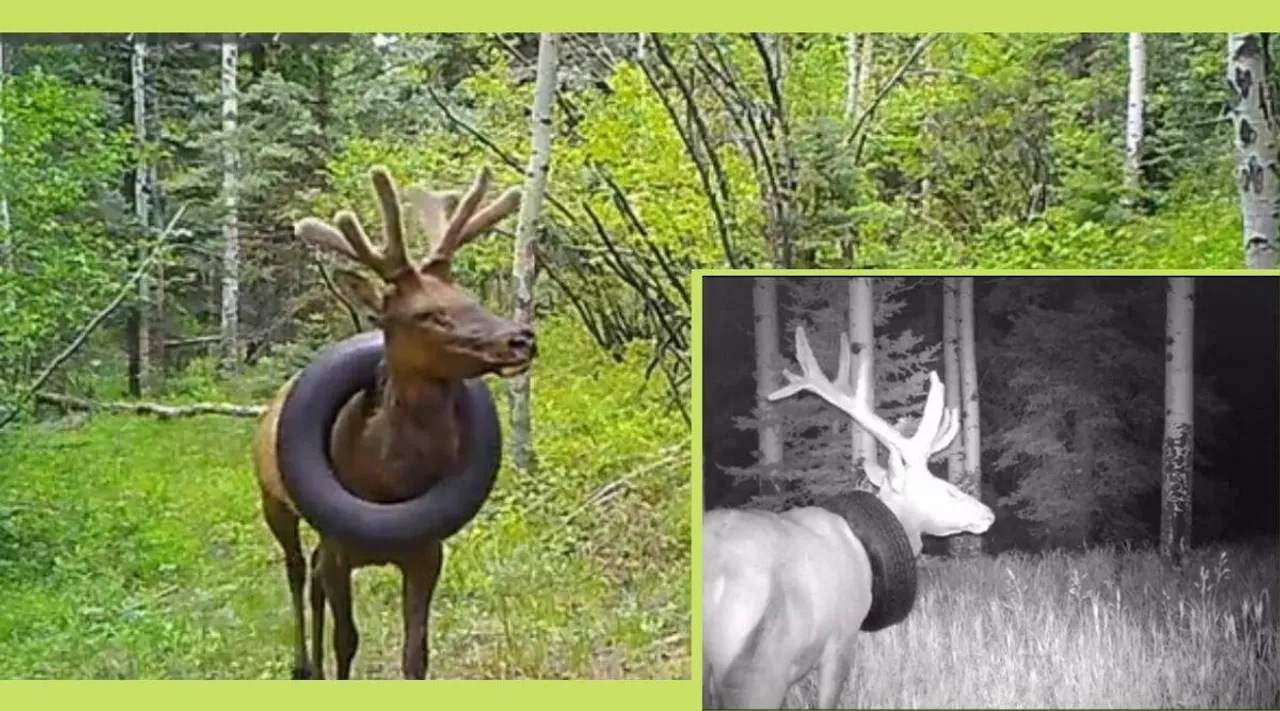 Colorado bull elk, viral video, trending video
