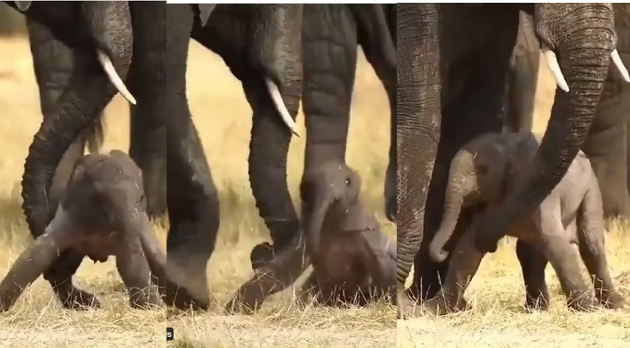 viral video of mother elephant helping new born calf
