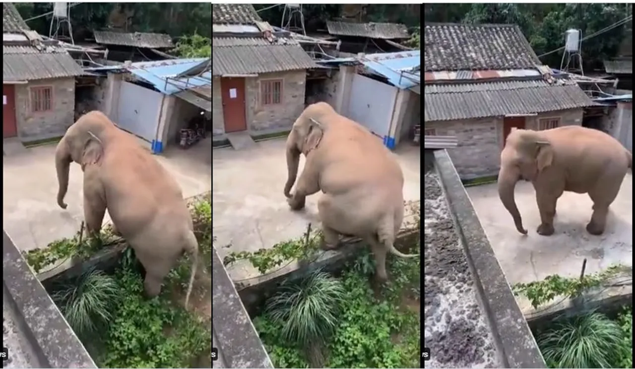 Viral video of gentle elephant walks