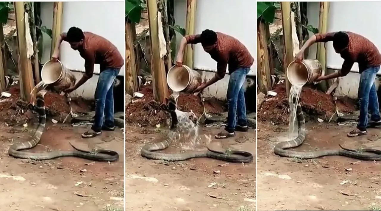 man gives bath to a thirsty king cobra
