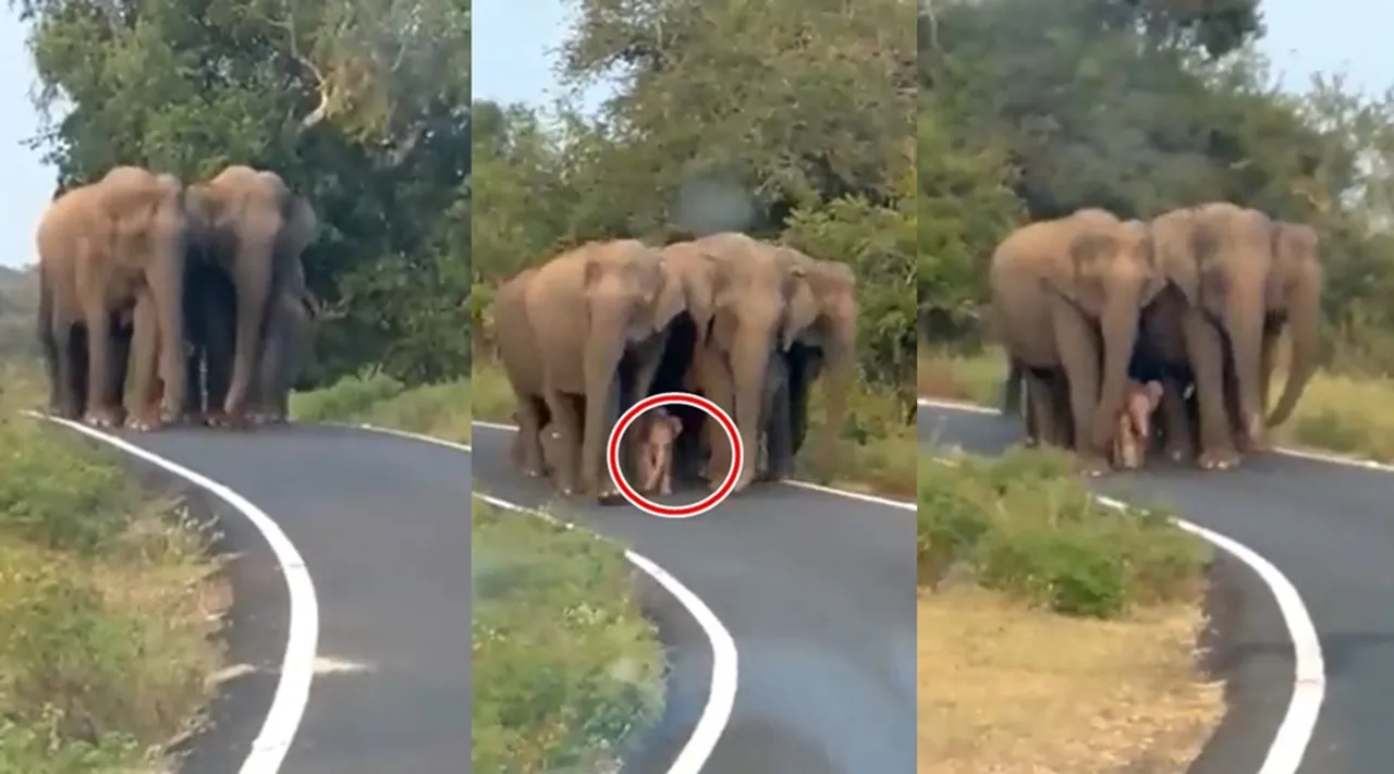 viral video, trending viral video, elephant viral video, elephant calf