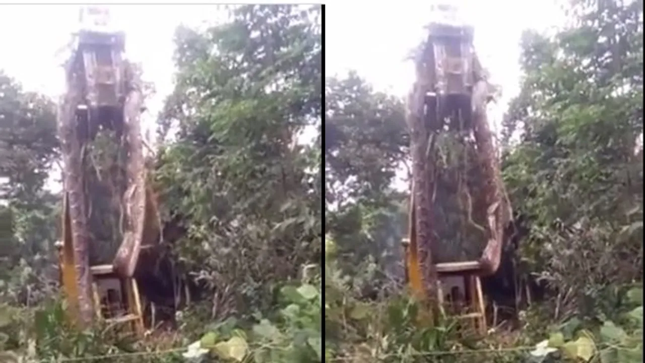 Viral video of python being lifted by JCB truck