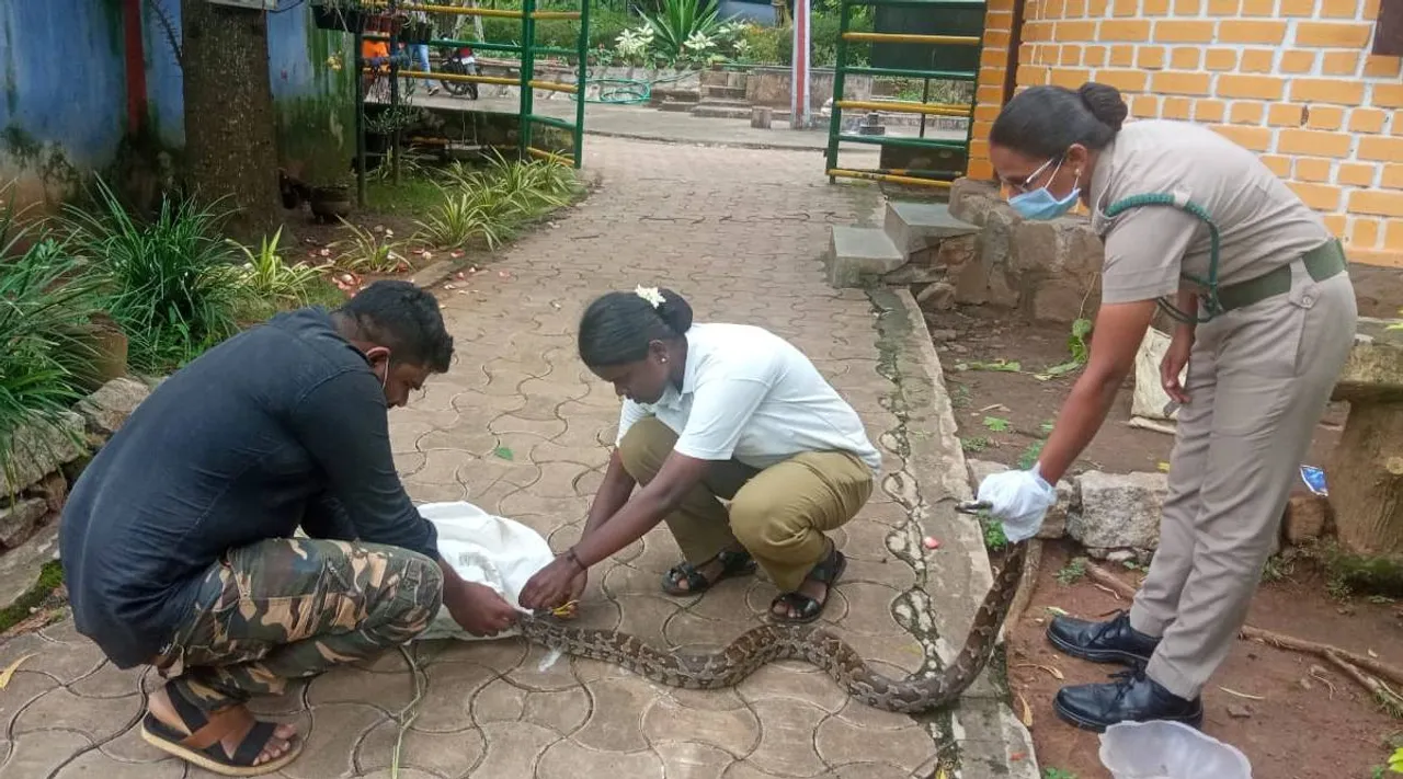 Tamil nadu women foresters bravely saved python, kanyakumar womer forester saved python, கன்னியாகுமரி, பெண் வன காவலர்கள், மலைப்பாம்பை காப்பாற்றிய பென் வன காவலர்கள், மலைப் பாம்பு, women foresters of kanyakumari forest bravely saved which entangled in net, python saved, viral photo, python saved photo, netizen wishes women foresters