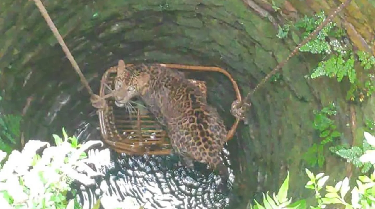 viral video of Tamil Nadu forest department rescuing a leopard