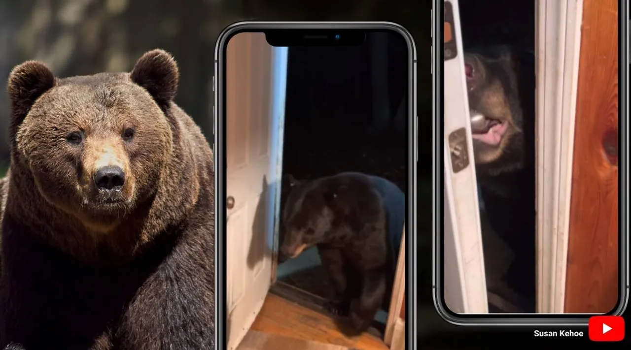 viral video of bear closes front door