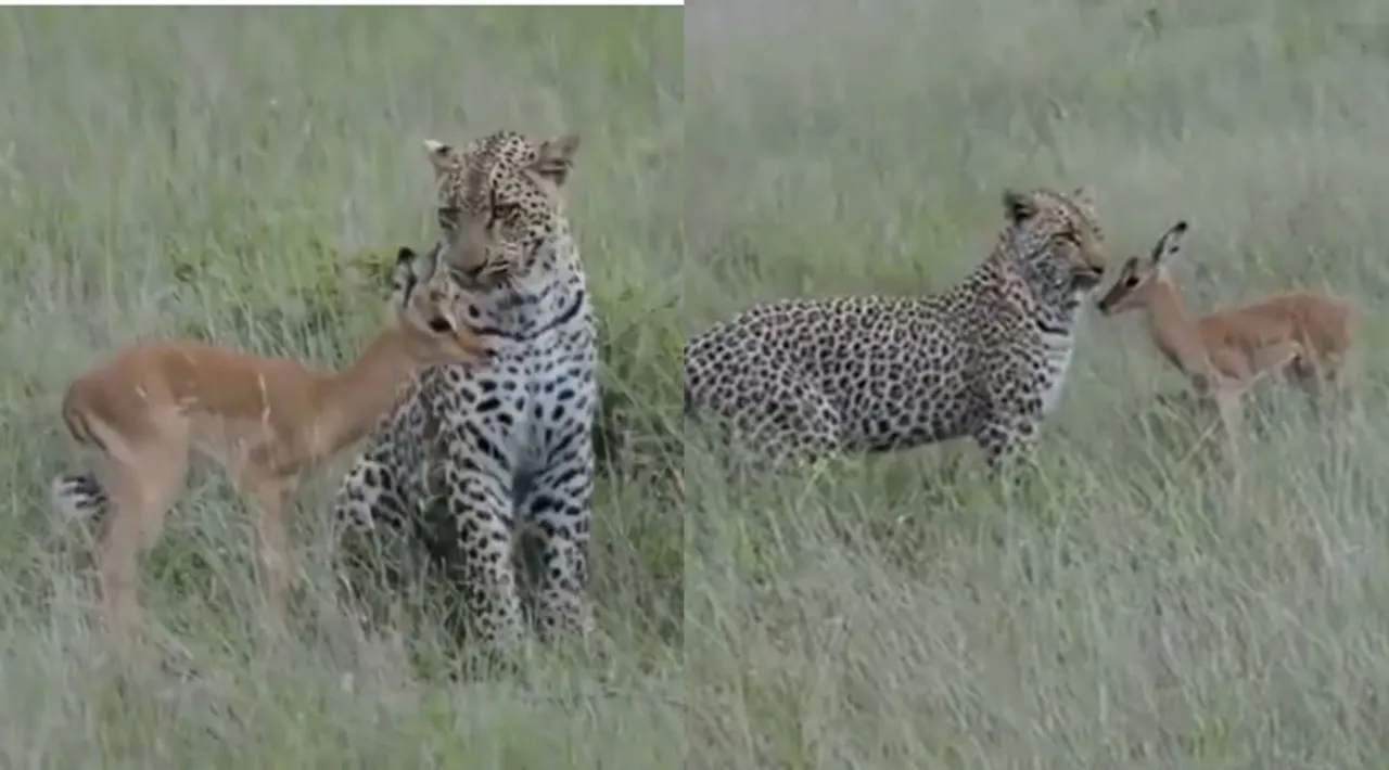 watch the trending video of deer playing with Cheetah