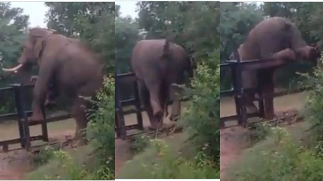 Viral video, elephant, Nilgiris