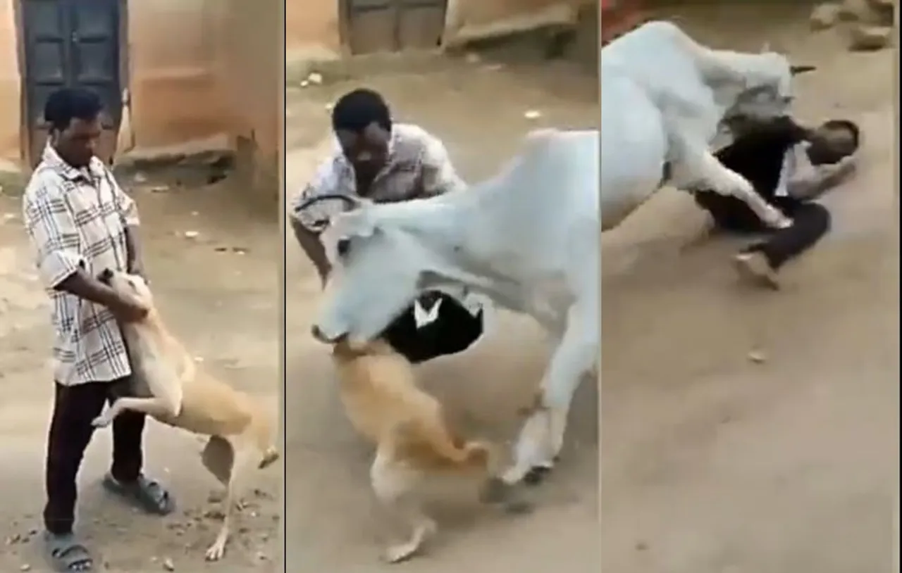 Viral video of cow attacking a man who disturbs a street dog