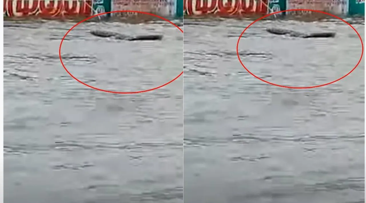 Crocodile floats in floods at Guduvanchery, Crocodile in chennai floods, Crocodile in floods of Guduvanchery, Guduvanchery, chennai floods, chennai rains, Crocodile in Guduvanchery video goes viral, சென்னை வெள்ளம், சென்னை மழை, கூடுவாஞ்சேரியில் வெள்ளத்தில் வந்த முதலை, கூடுவாஞ்சேரியில் முதலை வீடியோ, முதலையை தேடிய வண்டலூர் ஜூ ஊழியர்கள், vandalur, chenai floods crocodile