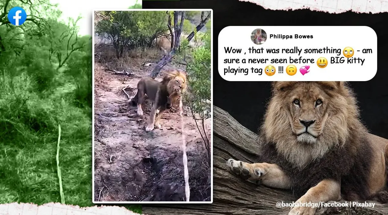 Lion plays tug of war with safari jeep full of tourists