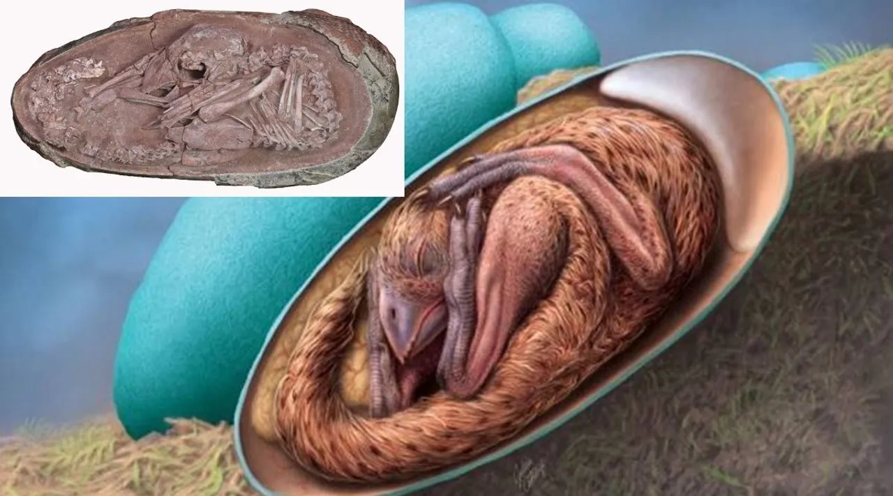 Yingliang Dinosaur baby embryo