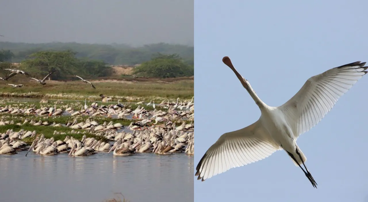 Tamil Nadu declares Kazhuveli wetlands as bird sanctuary