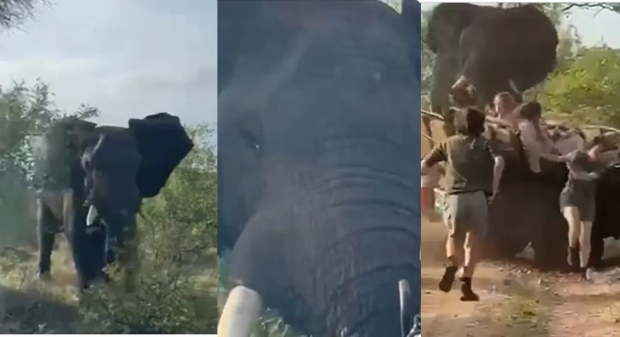 viral video, elephants viral video, trending videos