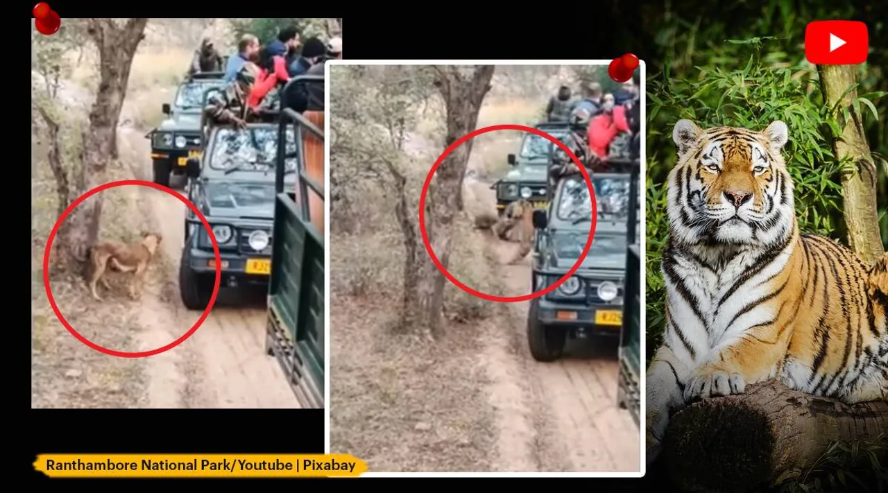 tigress attacks dog near safari vehicles in Rajasthan