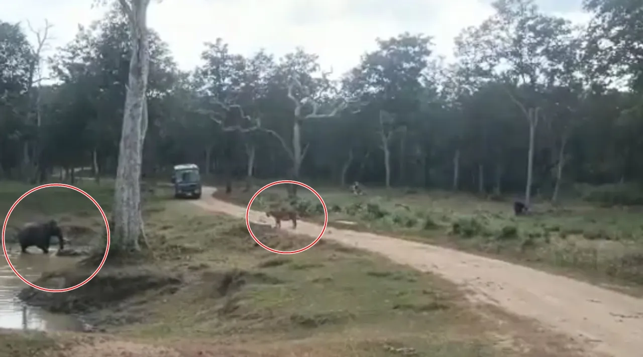 Viral video of Elephant meets Tiger