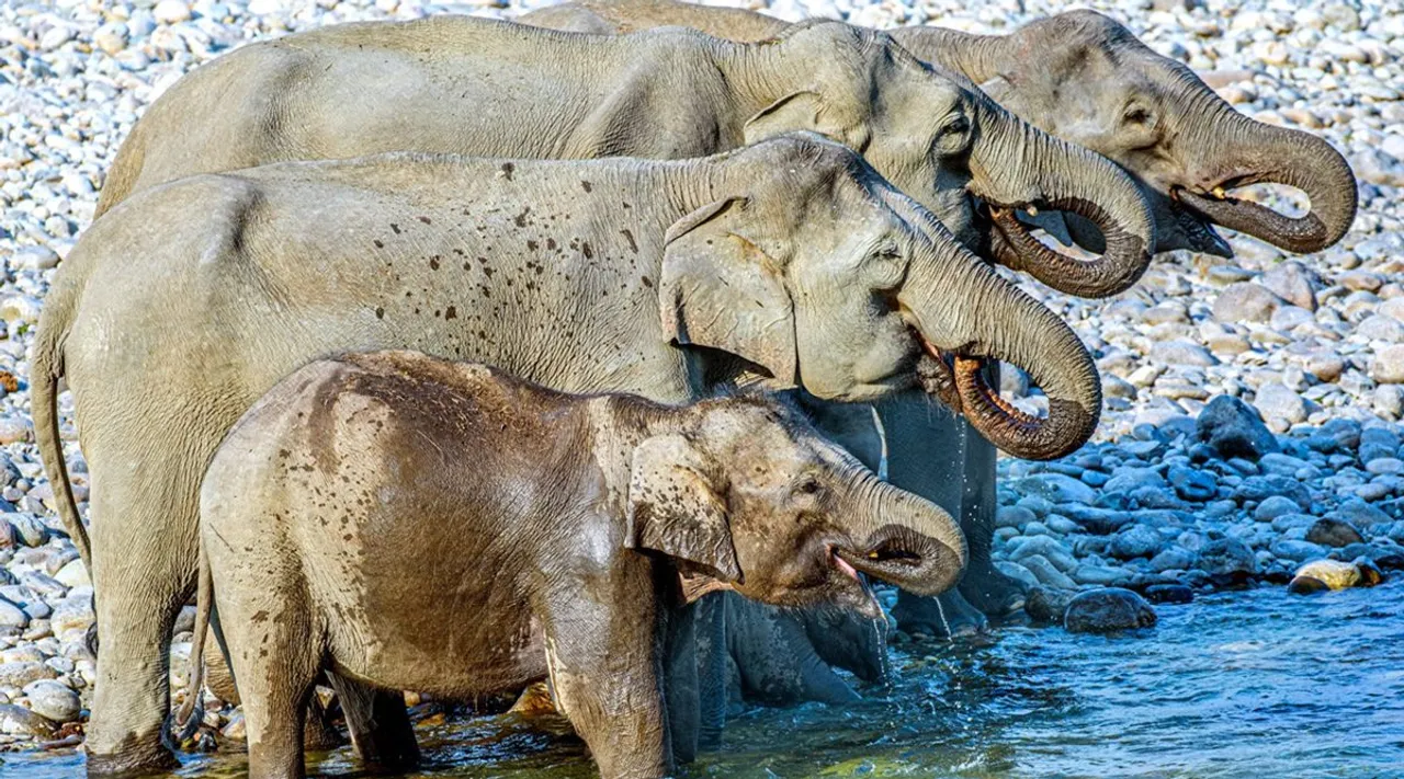 How many elephants in this photo