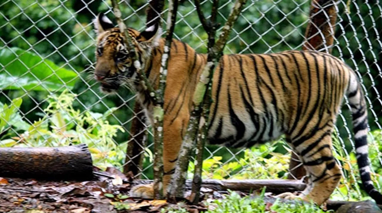 Cataract found in 15 months old Mangala tiger