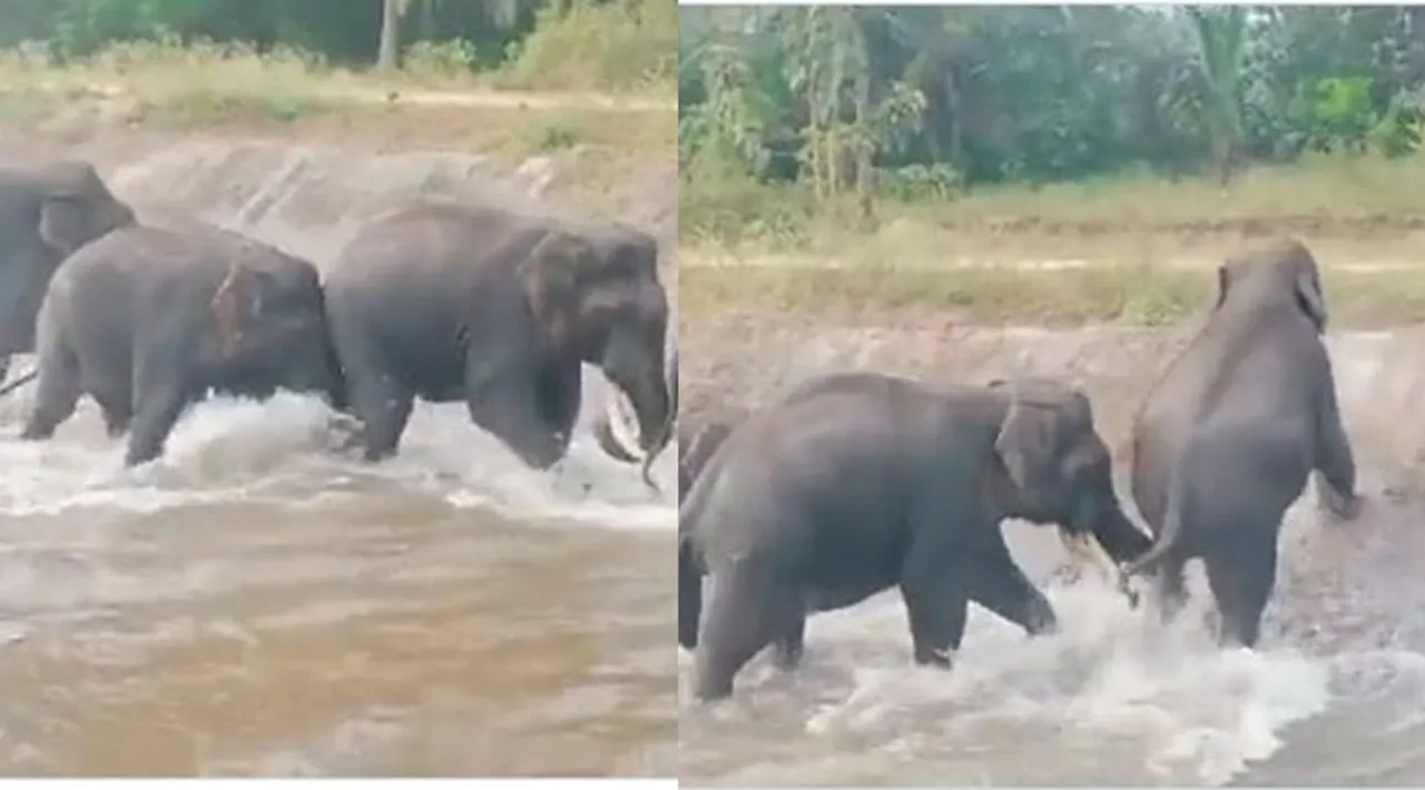 viral video of villagers chasing wild elephants in karnataka